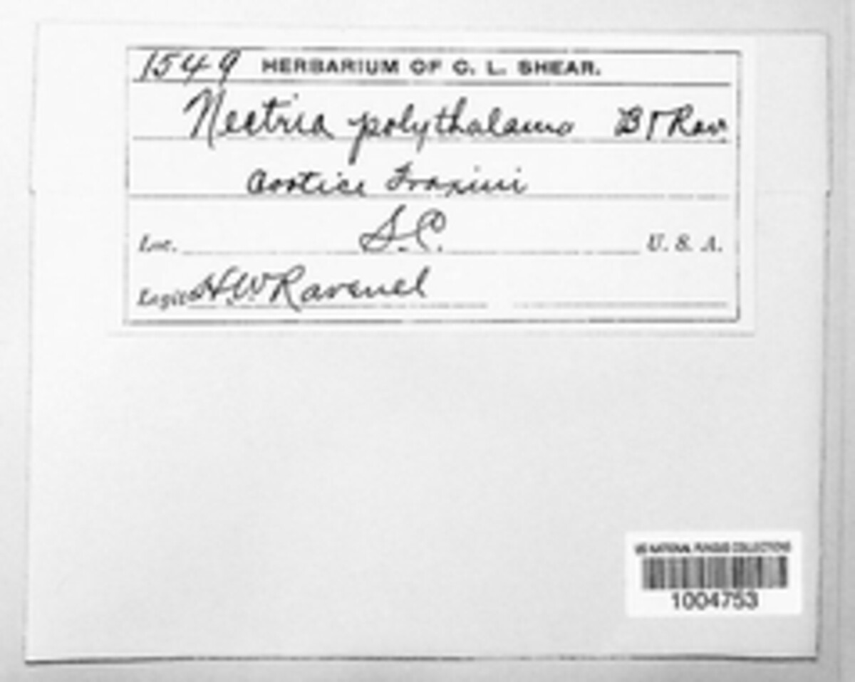 Murinectria polythalama image